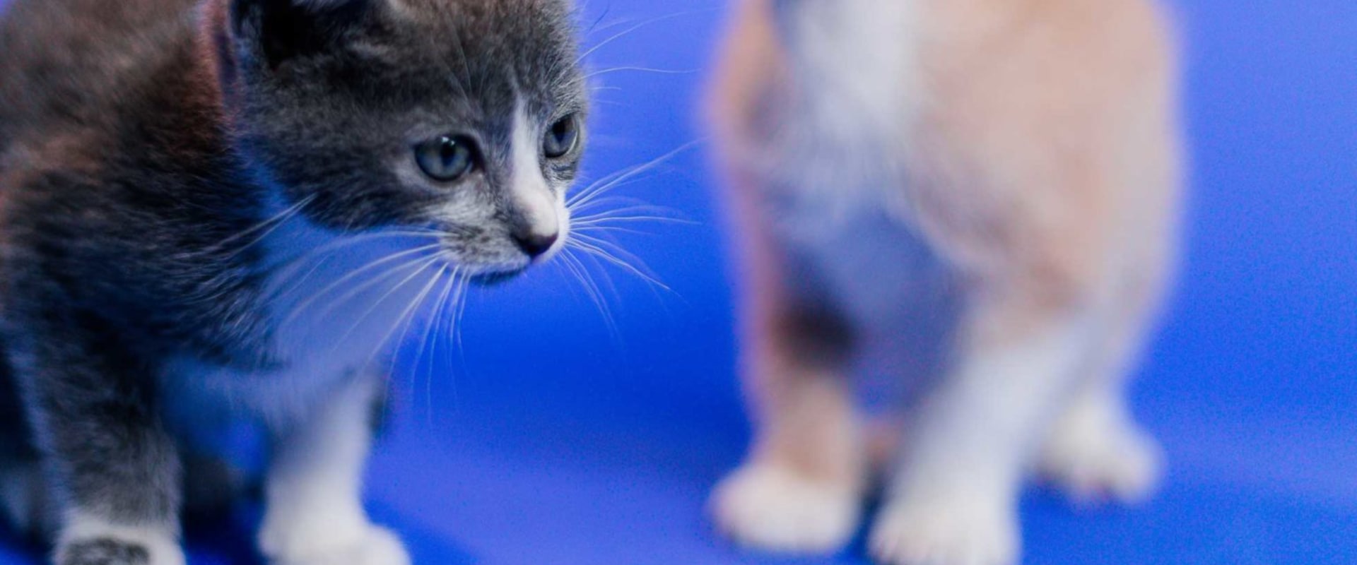 Vegan-Friendly Pet Rescue Organizations in Houston, TX: Helping Homeless Pets Find Loving Homes