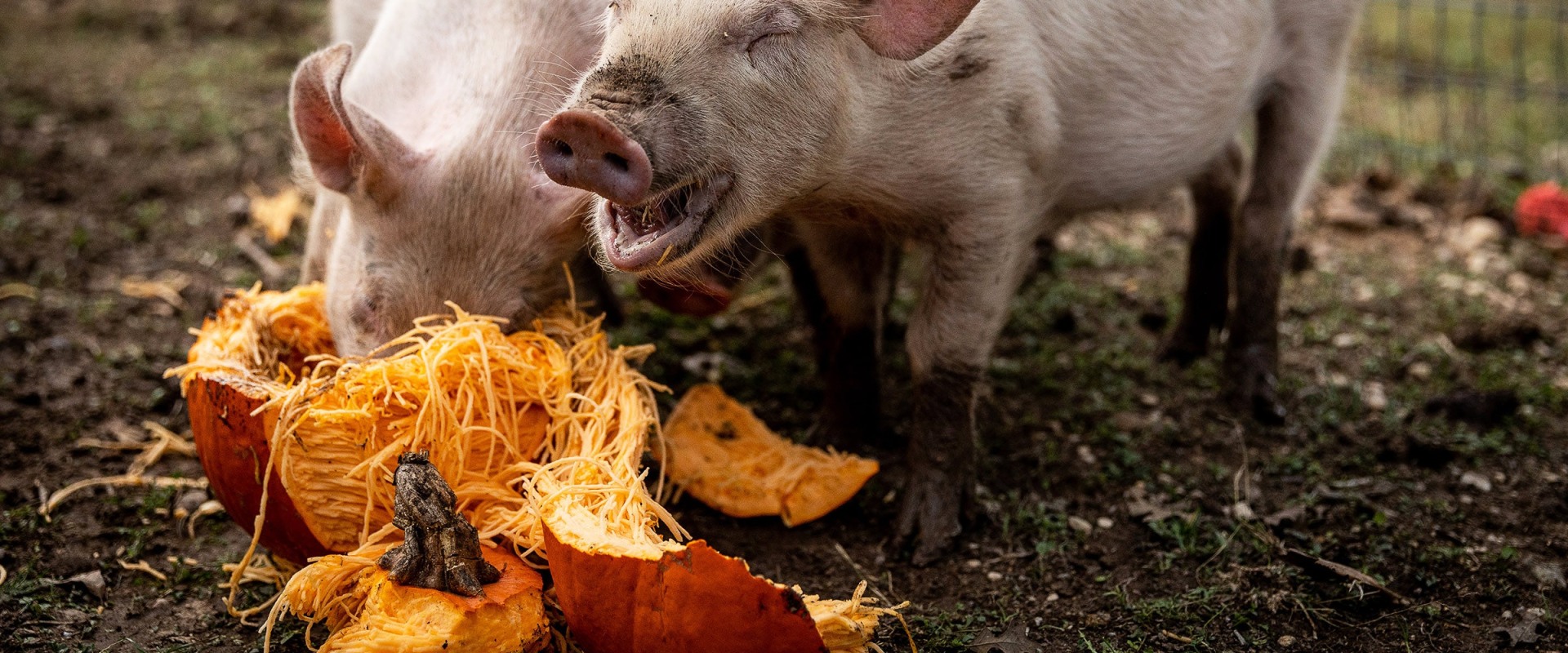 Animal Sanctuaries and Rescues Near Houston, TX: A Guide for Animal Lovers