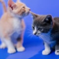 Vegan-Friendly Pet Rescue Organizations in Houston, TX: Helping Homeless Pets Find Loving Homes