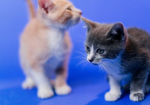 Vegan-Friendly Pet Rescue Organizations in Houston, TX: Helping Homeless Pets Find Loving Homes