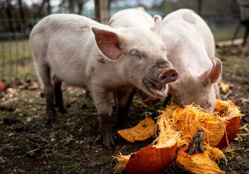 Animal Sanctuaries and Rescues Near Houston, TX: A Guide for Animal Lovers